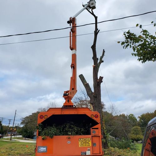 A tree trimming truck with a bucket lift is removing a branch from a tall tree