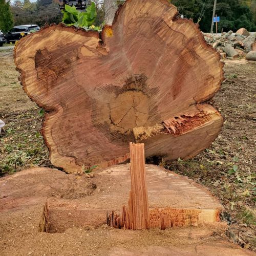 A cross-section of a large tree trunk, revealing its intricate grain patterns and a rich reddish hue