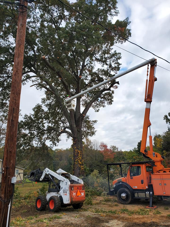 A tree trimming crew is using a bucket truck to work on a tree