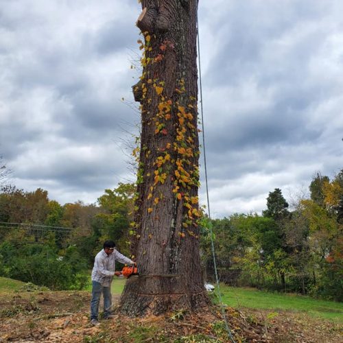 A person operating a chainsaw is cutting down a tall tree