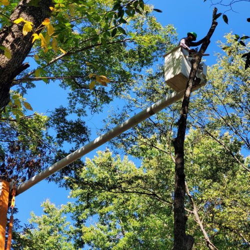 A worker in a bucket lift is trimming a tree