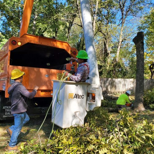 The image shows a tree removal crew at work