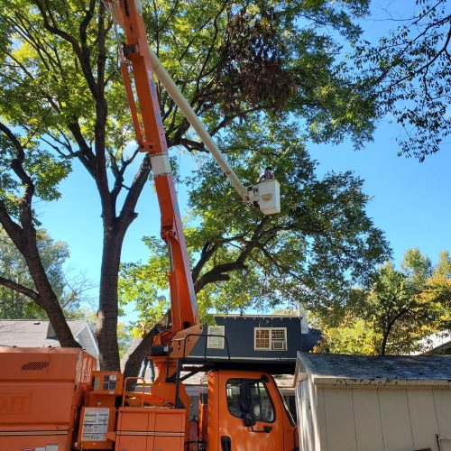 The image shows an orange cherry picker, a type of aerial work platform, extended high up into a tree