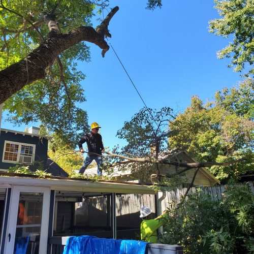 A worker in a yellow hard hat is on a roof, using a rope to guide a cut tree limb away from the house