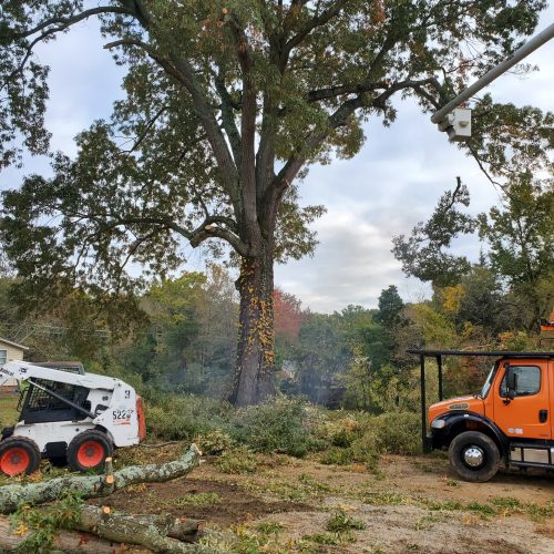 A large tree with a white truck and other tree cutting equipment