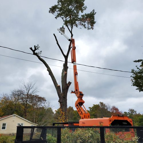 A large tree removal vehicle in operation, equipped with a hydraulic arm and a cutting mechanism