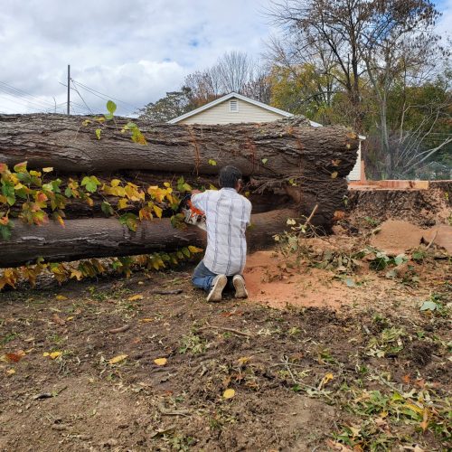 A man is kneeling in front of a large fallen tree trunk, operating a chainsaw to cut it into smaller sections